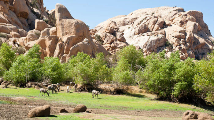 Stromy, které jen tak neuvidíte. Skvosty amerického parku Joshua Tree