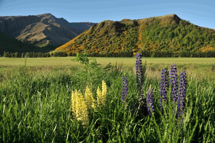 Frankton Nový Zéland - CK Inspira