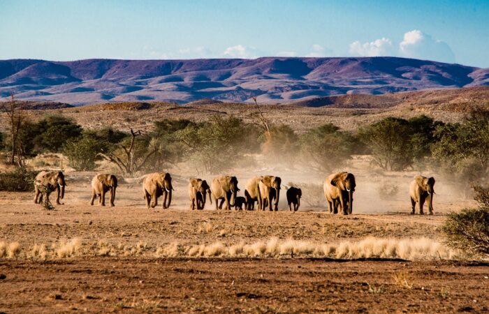 n.p. Etosha sloni - Namíbie n.p. Etosha sloni - Namíbie