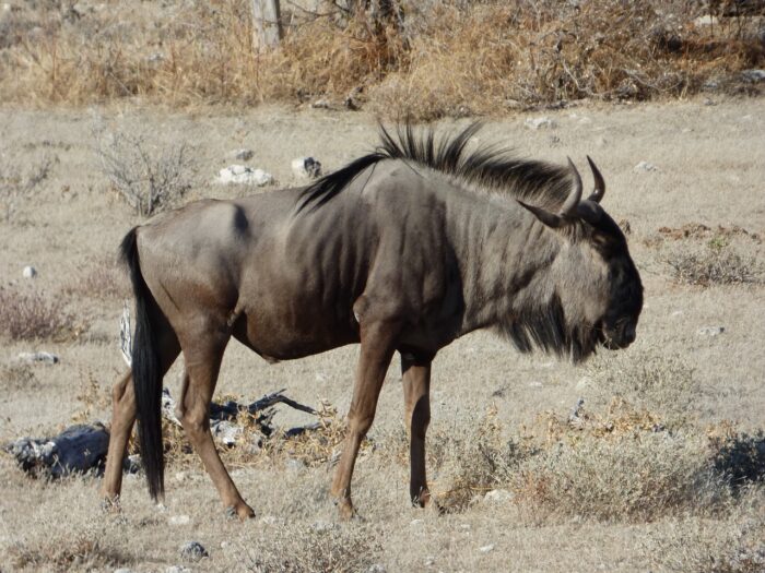 Namíbie - n.p. Etosha Namíbie - n.p. Etosha