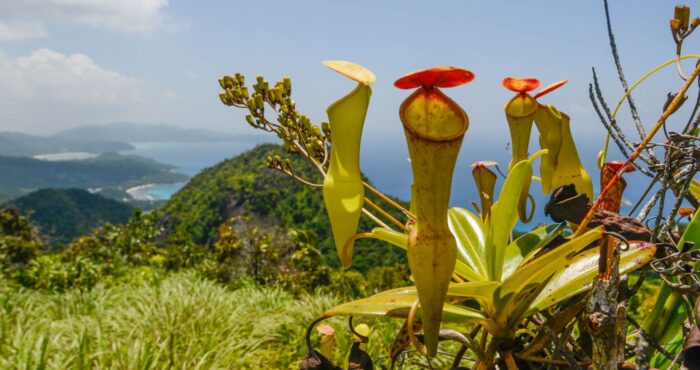 masožravá láčkovka - Seychely, Mahé